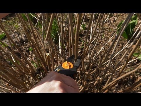 Wideo: Sadzenie i pielęgnacja hortensji ogrodowej