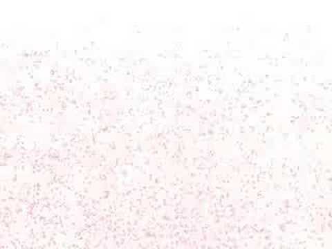 湘南乃風 CM