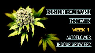 How To Grow Autoflower Cannabis Indoor Barney’s Farm | Mars Hydro FC 4800 Ep.2