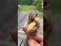 No No No Nonno Squirrel Funnyvideos No Mice 