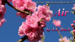 J.S. Bach: "Air" from "Orchestral Suit No.3" (Strings & Harpsichord) "Dan-chan's Adventure"