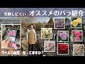 2025年オススメの品種紹介します!