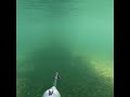 Алтай подводная охота Таймень