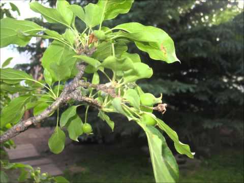 Season to Season, the apple tree