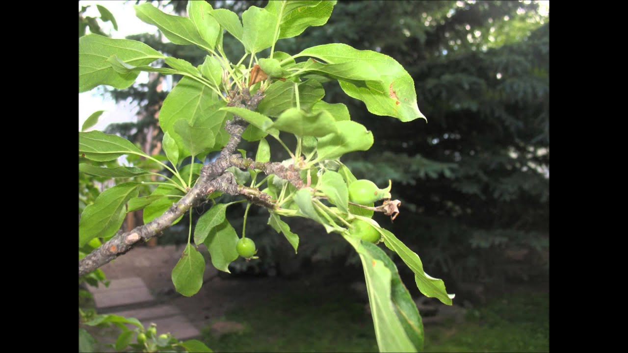 Season to Season, the apple tree YouTube