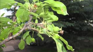 Season to Season, the apple tree