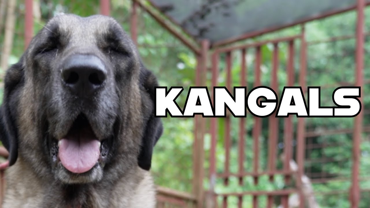 KANGALS SA BUNDOK - Ep3