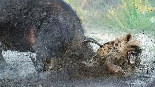 Extreme fight Buffalo vs Hyena to save her baby, Wild Animals Attack