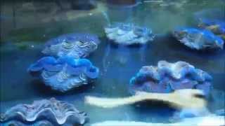 Amblard Tridacna Maxima Trachyphyllia On 22 April 2014