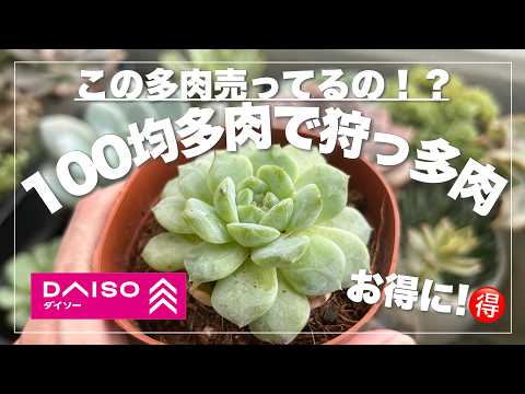 100 Yen Succulents] Did they sell these succulents?! Find these
