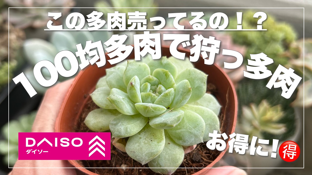 エケベリア 多種多様　100個以上セット　多肉盛り合わせ 100 Yen Succulents] Did they sell these succulents?! Find these