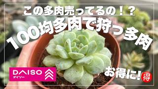 100 Yen Succulents] Did they sell these succulents?! Find these