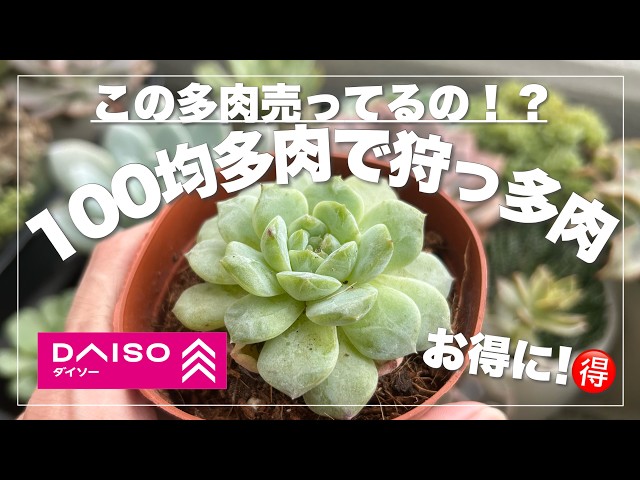 100 Yen Succulents] Did they sell these succulents?! Find these