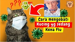 MUDAH! CARA MENGATASI KUCING FLU | BEGINI CARA MERAWAT KUCING FLU KUCING PILEK BIAR SEMBUH CEPAT