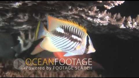 Crown Butterflyfish-1/2