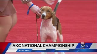 American Kennel Club holds national championship