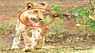 हिरण के बच्चे के साथ शेरनी ने जो किया, photos देख यकीन करना है मुश्किल
