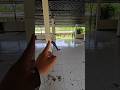 ada kaki tangan dipasar angkerr #trandingshorts