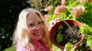 Heuchera Update