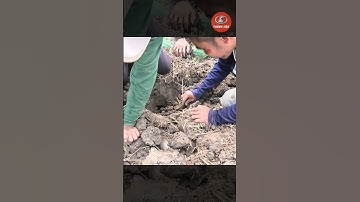 bắt chuột mùa cắt lúa #shorts ( p21 ) #thanhhaumaycat