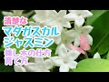 【ガーデニング】【マダガスカルジャスミン】夏に元気！清楚で良い香りの白花が咲き、観葉植物としても1年中楽しめるマダガスカルジャスミンの、育て方、挿し木の仕方をお伝えします。2021年8月8日