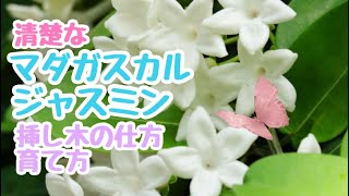 【ガーデニング】【マダガスカルジャスミン】夏に元気！清楚で良い香りの白花が咲き、観葉植物としても1年中楽しめるマダガスカルジャスミンの、育て方、挿し木の仕方をお伝えします。2021年8月8日