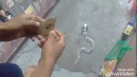 Remote control Snake Robot science project work in Nepal