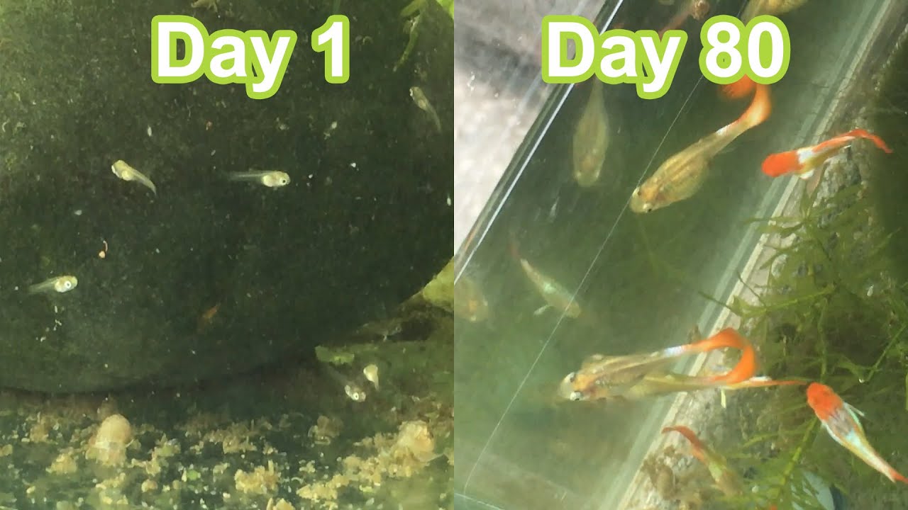 Guppy tank from day 1 to day 80 (22 silver koi guppy ) 😍