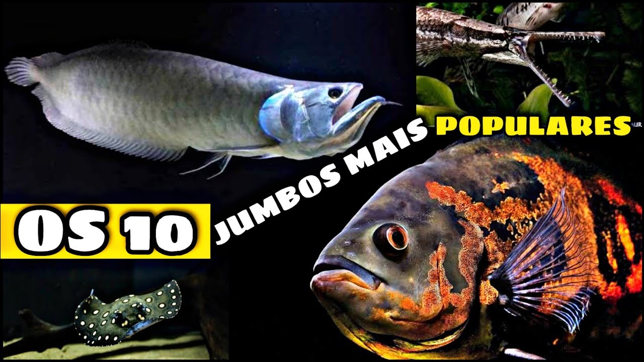 OS 10 JUMBOS MAIS POPULARES DO AQUARISMO