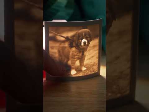 Video: Hero šuo bando sutaupyti savo draugo gyvenimą, pastatydamas savo sulčių lange