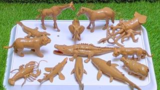 Ocean Treasures and Forest Companions: Discover the Animal Kingdom 🐳🐯