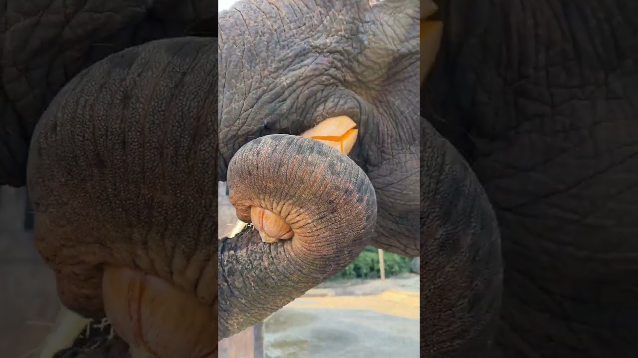 The bite force of elephants is still very strong. What do elephants eat?