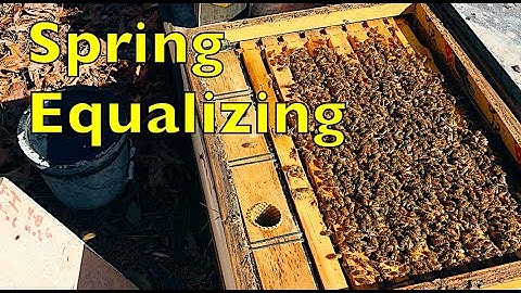 Equalizing Bee Colonies