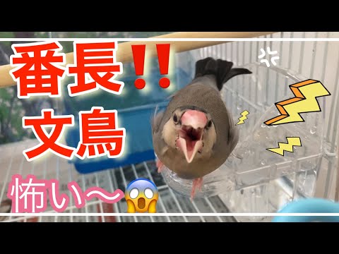 （文鳥の日常vol.24）文鳥、まるで番長‼️