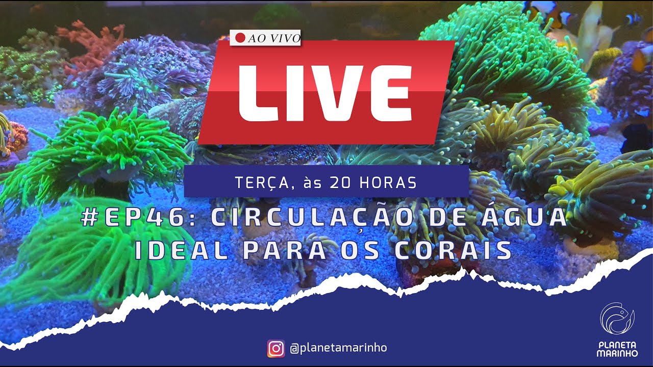 LIVE | #EP46 - CIRCULAÇÃO DE ÁGUA IDEAL PARA OS CORAIS