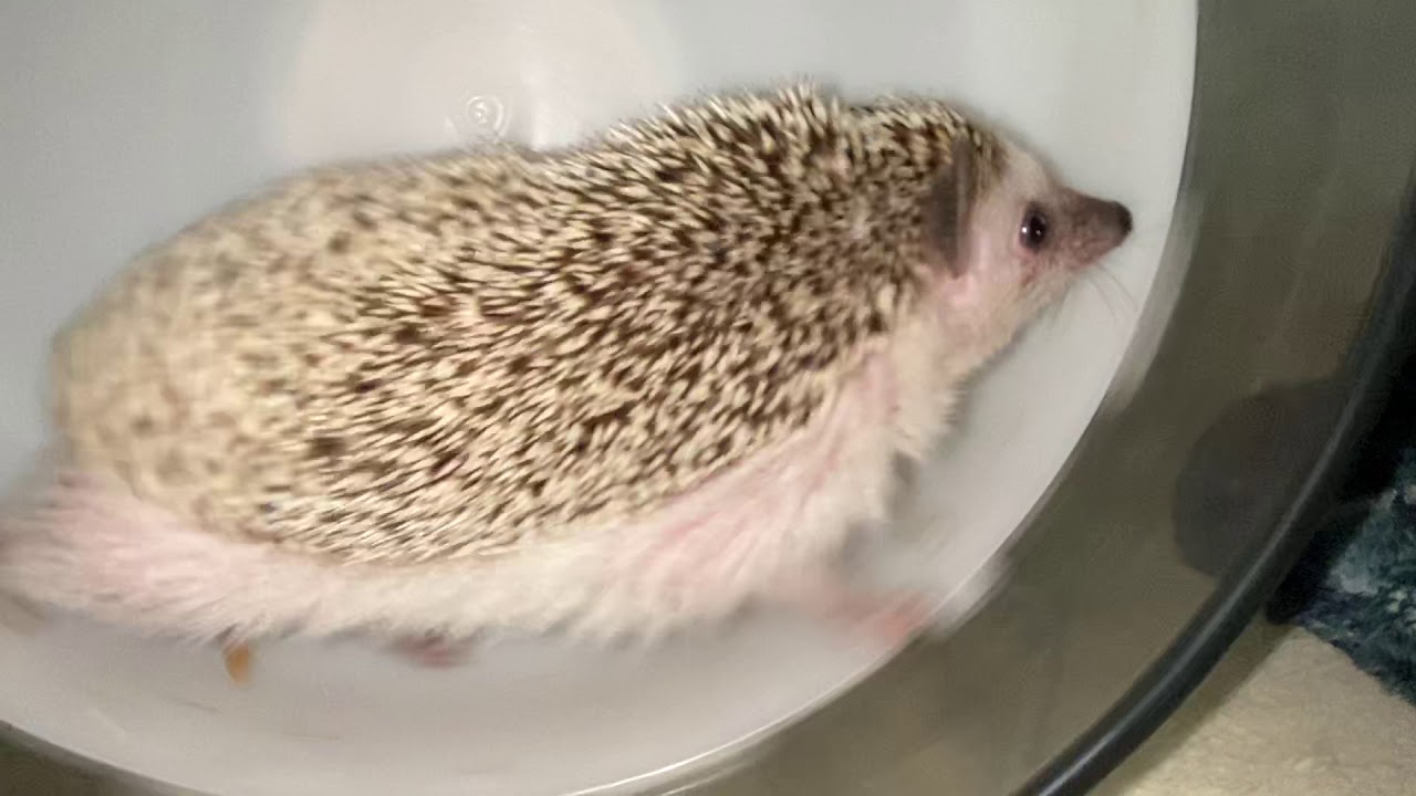ハリネズミをベタ慣れさせるコツ Youtube