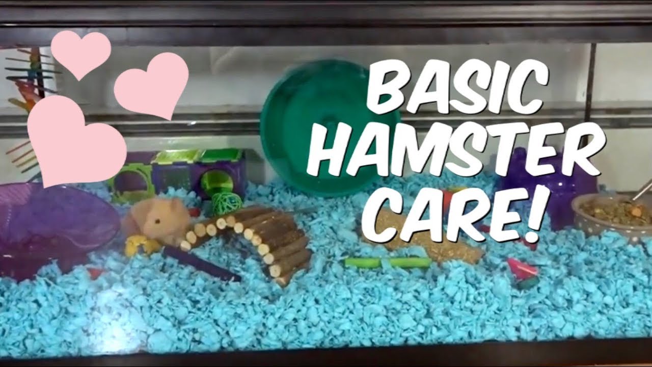 How to Care for Your Hamster: The Basics