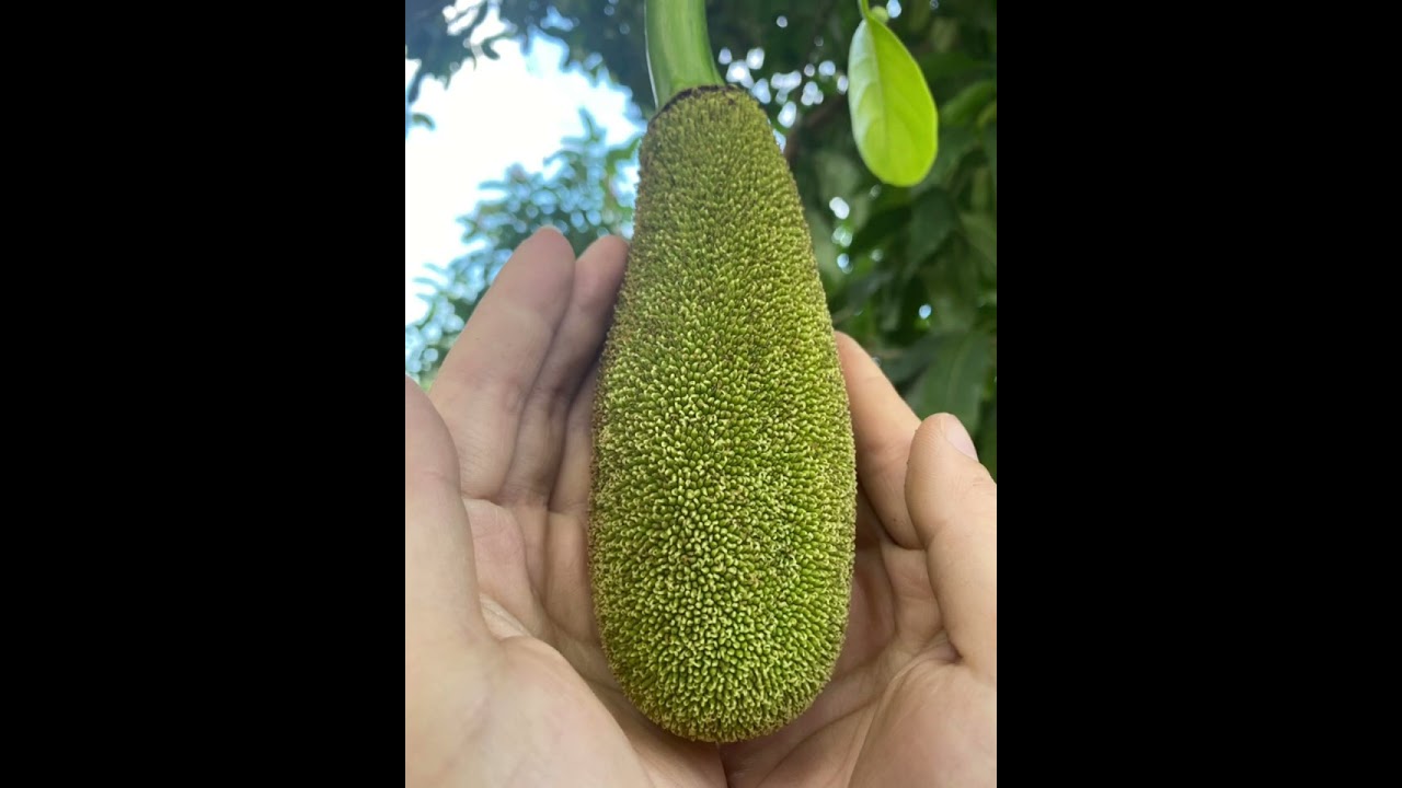 The growth journey of a strange fruit: Jackfruit