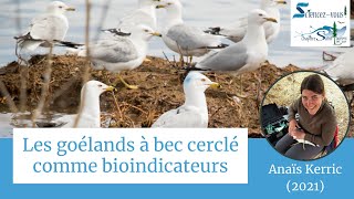 Sciencez-vous!: «Les goélands à bec cerclé comme bioindicateurs»