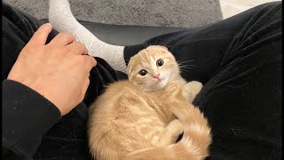 何度も膝の上に戻ってくる子猫がかわいい。【短足マンチカン】