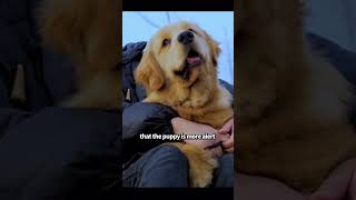 Girl gives blind puppy a loving home #shortvideo #animal #dog #cute #pet #healing #shorts #animals