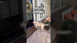 Labrador Retriever Is So Smart, She Rings Her Best Friend’s Doorbell Every Single Day! ❤️