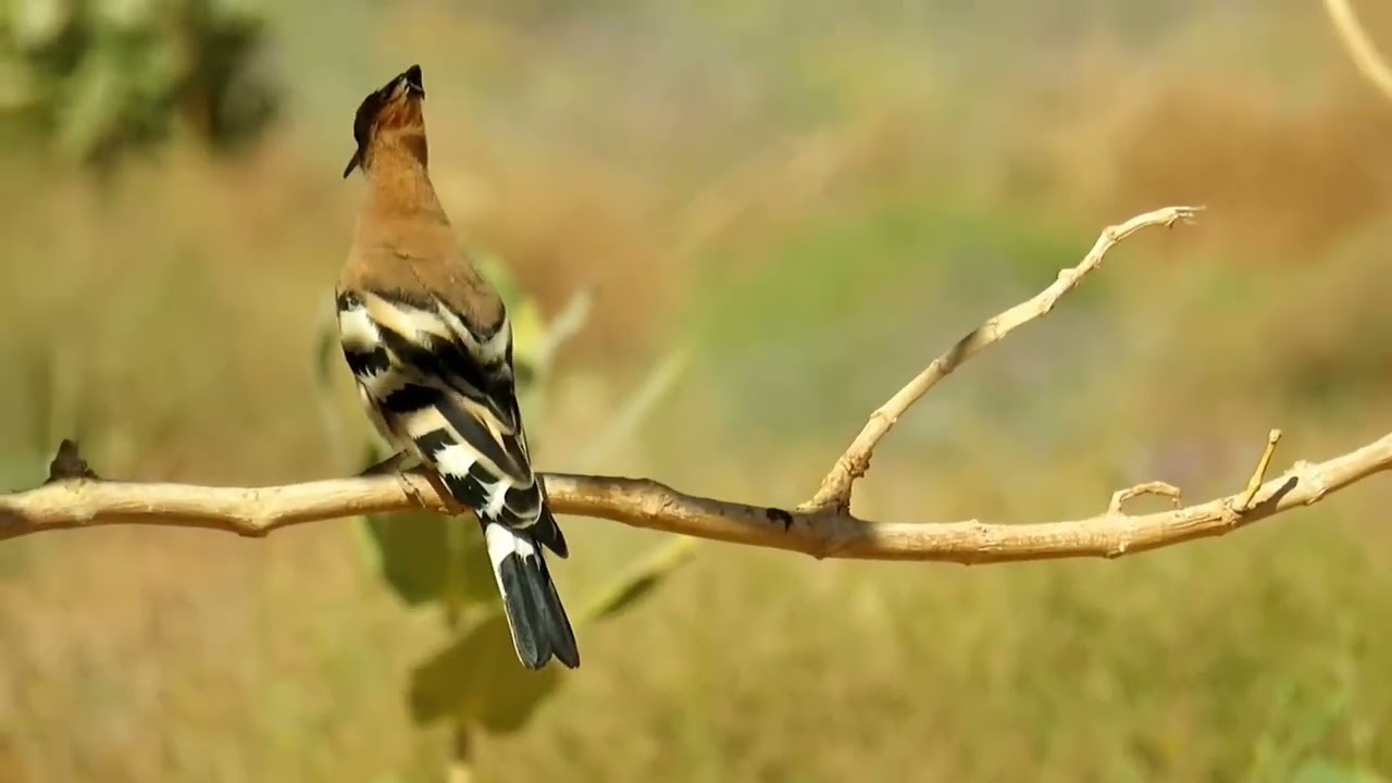 طائر الهدهد الحكيم من براري الجزائر