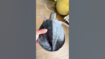 Rùa mũi lợn mai vảnh về bơi hồ Vũng Tàu khỏe đẹp