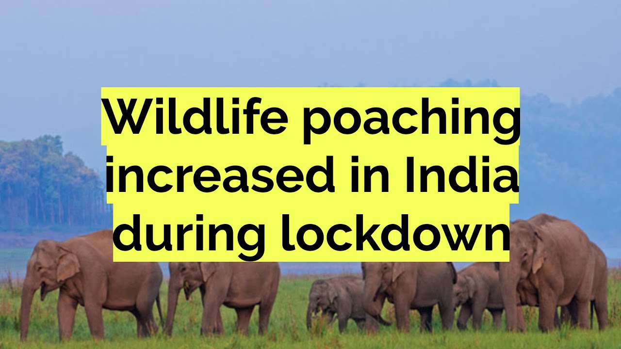 Wildlife poaching increased in India during lockdown