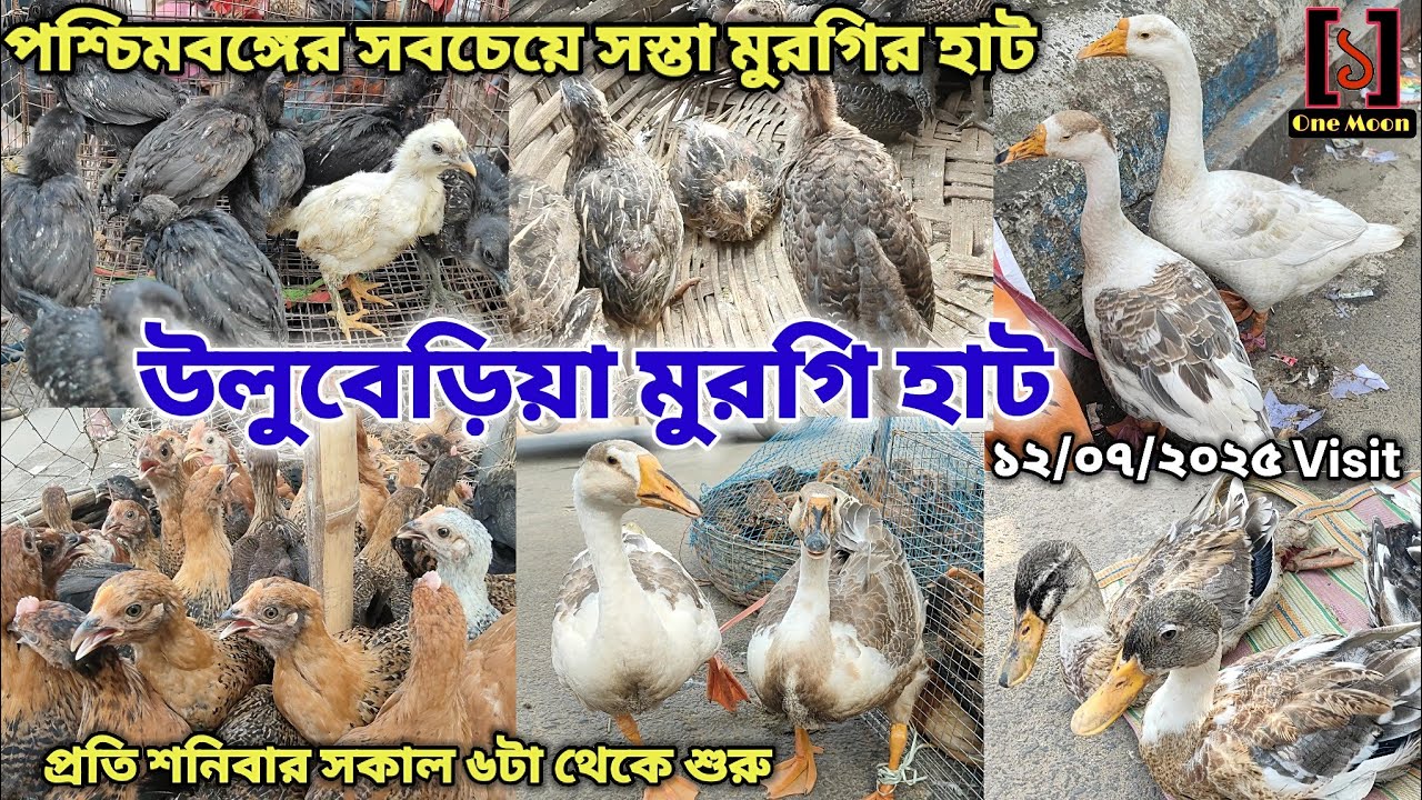 Uluberia Murgi Market | Current Exotic Murgi Market Price Update at Uluberia 12/07/2025 Visit