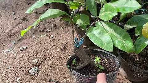 Cúc vip (cúc tri ky),0397142252,20/9/2020