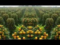 How to Harvest Orange ? - Orange Juice Processing & Orange Factory