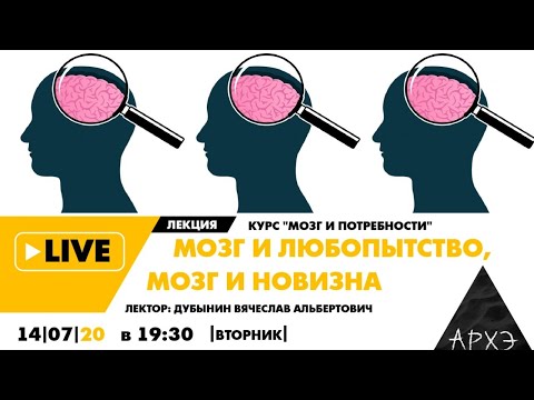 Вячеслав Дубынин| Мозг и любопытство, мозг и новизна