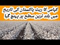 Today cotton rate in Pakistan|Cotton price in pakistan 2022|kapas ke rates in pakistan| کپاس کی قیمت